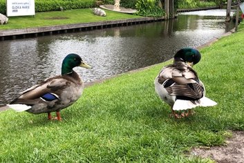 two ducks on grass near water
