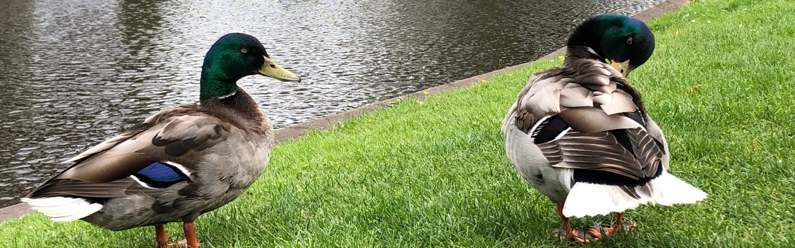 Local ducks bask in the afternoon sun beside the Giethoorn canal.
