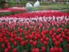 tulip carpet of Keukenhof Gardens 2026