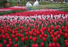 tulip carpet of Keukenhof Gardens 2026