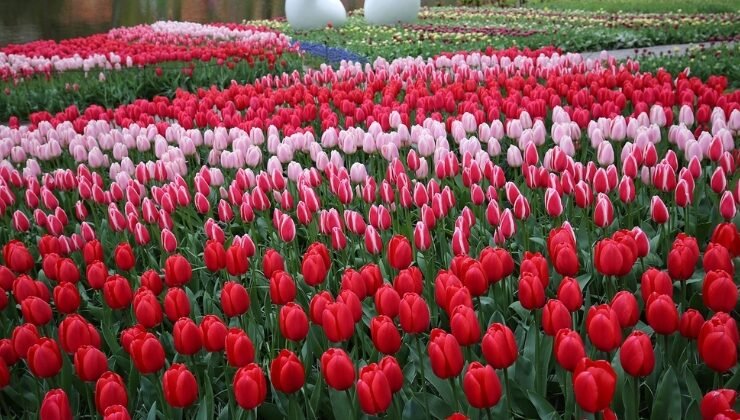 tulip carpet of Keukenhof Gardens 2026