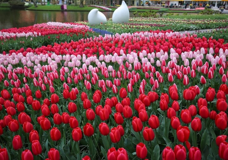 tulip carpet of Keukenhof Gardens 2026