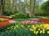tulips garden in Keukenhof tickets