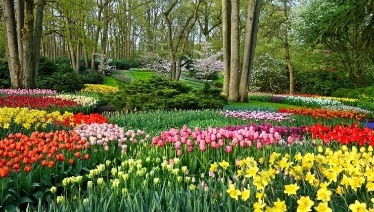 tulips garden in Keukenhof tickets