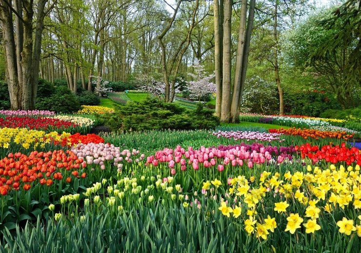 tulips garden in Keukenhof tickets