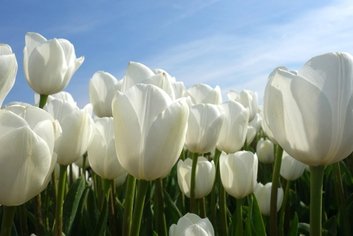 close-up of white tulips in a field with Eden Project in the background