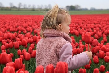 Child exploring a blooming red tulip field by keukenhof tickets