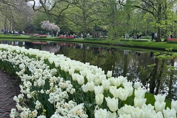 White tulips blooming by a peaceful pond in Keukenhof tickets