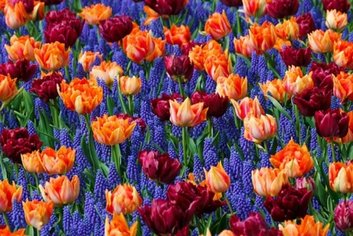 a field of flowers
