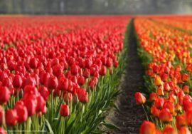 10 tours por Países Bajos que merecen 2026