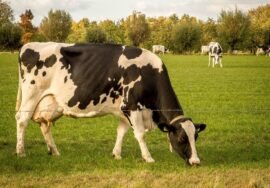 15 lugares imperdíveis na Holanda para 2026