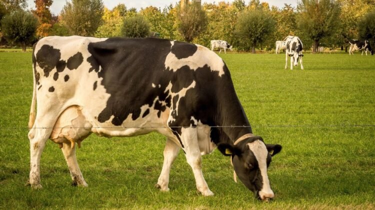 15 lugares imperdíveis na Holanda para 2026