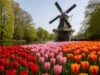 Keukenhof 2026 Opening Dates and Best Days