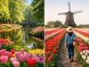 Keukenhof or Tulip Farm Tour?