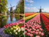 Keukenhof vs Tulip Fields Photos Comparison