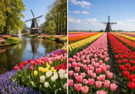 Keukenhof vs Tulip Fields Photos Comparison