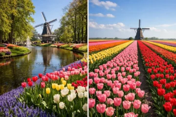 Keukenhof vs Tulip Fields Photos Comparison