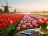 Netherlands Tulip Season Trends 2026