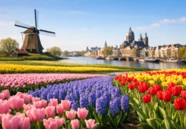 Best Spring Flowers Near Amsterdam