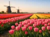 When Do Tulip Fields Bloom in Netherlands?