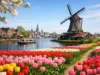 Amsterdam Tulip Tour Planning Guide