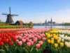 7 Best Tulip Gardens Near Amsterdam