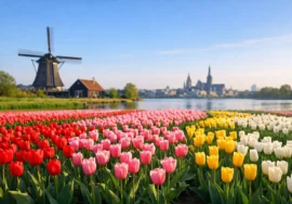 7 Best Tulip Gardens Near Amsterdam