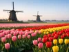 When to See Tulips Netherlands: Best Time