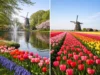Keukenhof or Tulip Fields: Which Should You Visit?