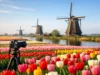 10 Best Tulip Photo Locations Near Amsterdam