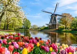 A Keukenhof Spring Trip Example for One Perfect Day