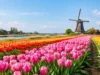 Haarlem Tulip Fields Day Trip from Amsterdam