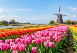 Haarlem Tulip Fields Day Trip from Amsterdam
