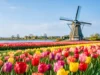 Tulip Season in Holland: Plan the Perfect Visit