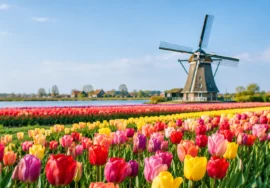 Tulip Season in Holland: Plan the Perfect Visit