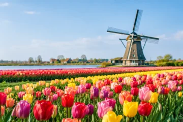 Tulip Season in Holland: Plan the Perfect Visit